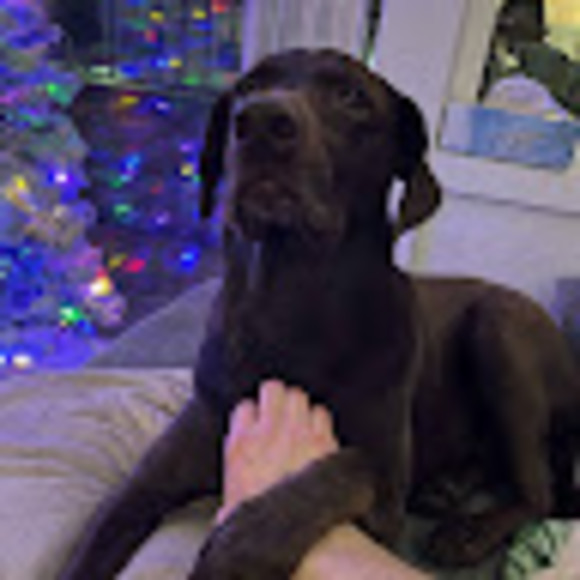 Meet your Posher, David - Picture 1 of 1